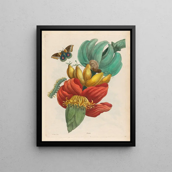 Banana - Maria Sibylla Merian — framed artwork on a wall