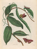 Vanilla Painting - Maria Sibylla Merian — artwork view