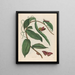 Vanilla Painting - Maria Sibylla Merian — framed artwork on a wall