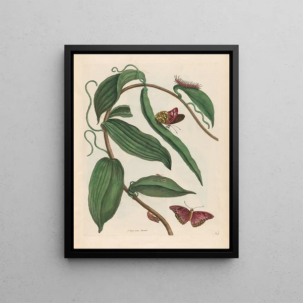 Vanilla Painting - Maria Sibylla Merian — framed artwork on a wall
