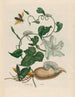 Battattes - Maria Sibylla Merian — artwork view