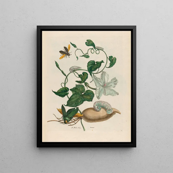 Battattes - Maria Sibylla Merian — framed artwork on a wall