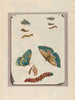 Blue Butterflies Painting - Maria Sibylla Merian — artwork view