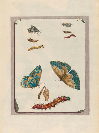 Maria Sibylla Merian - Blue butterflies.webp