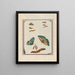 Blue Butterflies Painting - Maria Sibylla Merian — framed artwork on a wall
