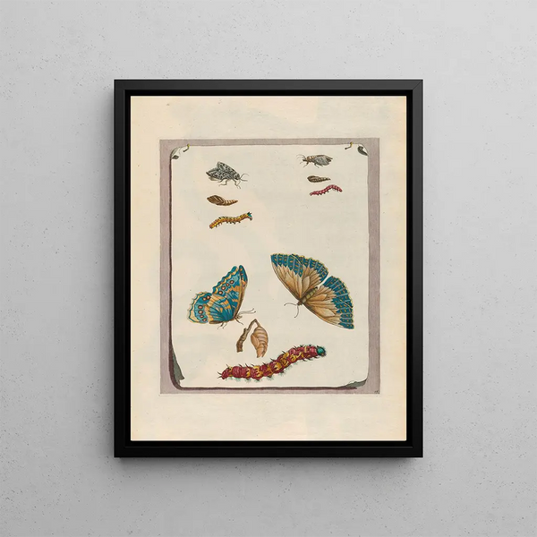 Blue Butterflies Painting - Maria Sibylla Merian — framed artwork on a wall