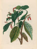 Cacao - Maria Sibylla Merian — artwork view