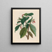 Cacao - Maria Sibylla Merian — framed artwork on a wall