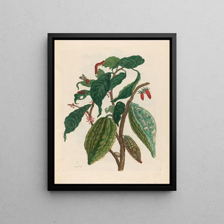 Maria Sibylla Merian - Cacao.webp