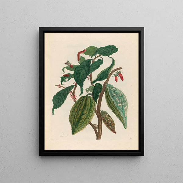 Cacao - Maria Sibylla Merian — framed artwork on a wall