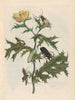 Thistle - Maria Sibylla Merian — artwork view