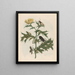 Thistle - Maria Sibylla Merian — framed artwork on a wall