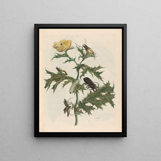 Maria Sibylla Merian - Carduus spinosus.webp
