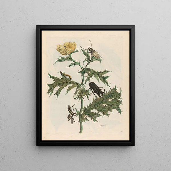 Thistle - Maria Sibylla Merian — framed artwork on a wall