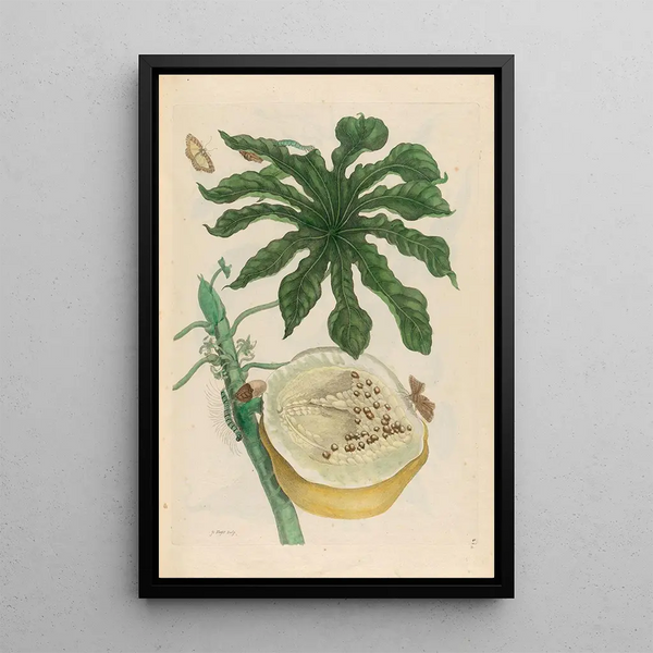 Carica papaya - Maria Sibylla Merian — framed artwork on a wall
