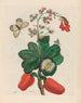 Caschou - Maria Sibylla Merian — artwork view