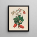Caschou - Maria Sibylla Merian — framed artwork on a wall