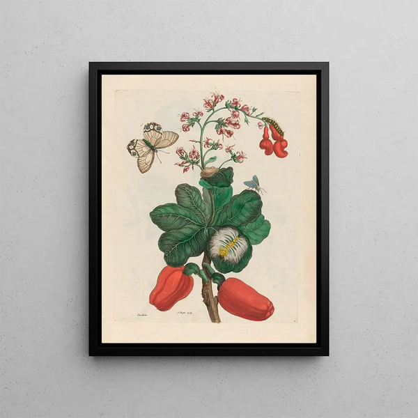 Caschou - Maria Sibylla Merian — framed artwork on a wall