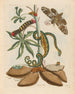 Manioc - Maria Sibylla Merian — artwork view