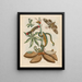 Manioc - Maria Sibylla Merian — framed artwork on a wall