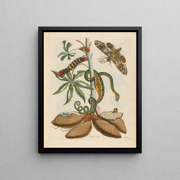 Manioc - Maria Sibylla Merian — framed artwork on a wall