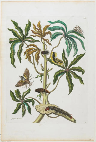 Maria Sibylla Merian - Caterpillars And Insects With Foliage.webp