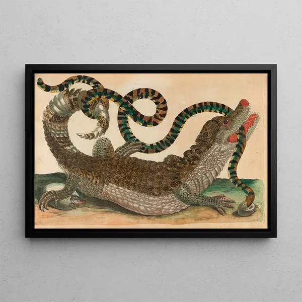Caiman - Maria Sibylla Merian — framed artwork on a wall