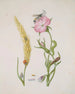cereal ear and wild oat with metamorphoses of the five-spotted ladybug and the flesh fly - Maria Sibylla Merian — artwork view