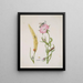 cereal ear and wild oat with metamorphoses of the five-spotted ladybug and the flesh fly - Maria Sibylla Merian — framed artwork on a wall