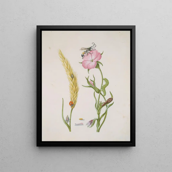 cereal ear and wild oat with metamorphoses of the five-spotted ladybug and the flesh fly - Maria Sibylla Merian — framed artwork on a wall