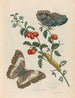 Cherries of America - Maria Sibylla Merian — artwork view