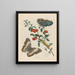 Cherries of America - Maria Sibylla Merian — framed artwork on a wall
