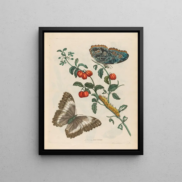 Cherries of America - Maria Sibylla Merian — framed artwork on a wall