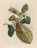 Citronniers - Maria Sibylla Merian — artwork view