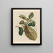 Citronniers - Maria Sibylla Merian — framed artwork on a wall