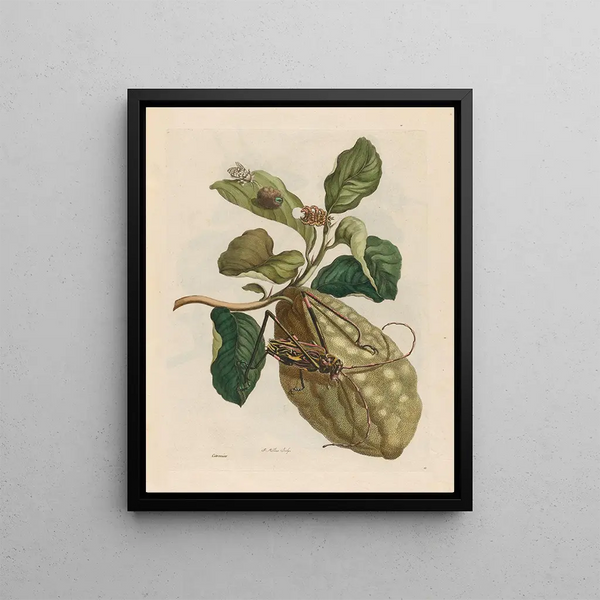 Citronniers - Maria Sibylla Merian — framed artwork on a wall