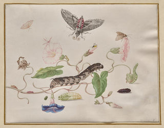 Convolvulus and metamorphosis of the sphinx of the bindweed - Maria Sibylla Merian — artwork view