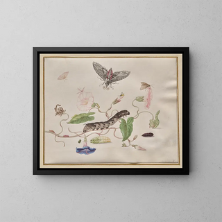 Convolvulus and metamorphosis of the sphinx of the bindweed - Maria Sibylla Merian — framed artwork on a wall
