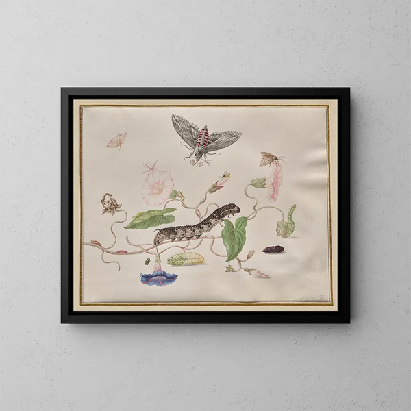 Convolvulus and metamorphosis of the sphinx of the bindweed - Maria Sibylla Merian — framed artwork on a wall