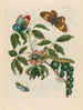 Coronille américaine arborescens - Maria Sibylla Merian — artwork view