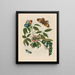 Coronille américaine arborescens - Maria Sibylla Merian — framed artwork on a wall