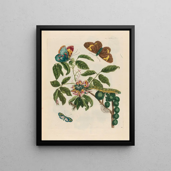 Coronille américaine arborescens - Maria Sibylla Merian — framed artwork on a wall