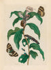 Cost in Arabic - Maria Sibylla Merian — artwork view