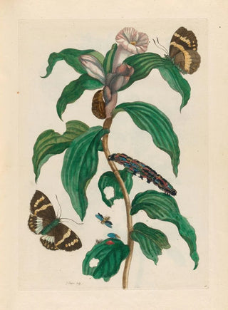 Maria Sibylla Merian - Costus arabicus.webp