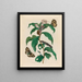 Cost in Arabic - Maria Sibylla Merian — framed artwork on a wall