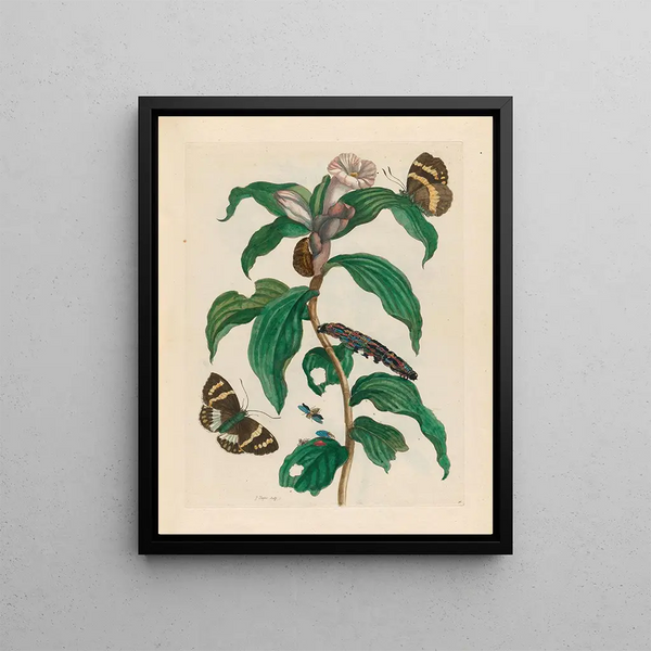 Cost in Arabic - Maria Sibylla Merian — framed artwork on a wall