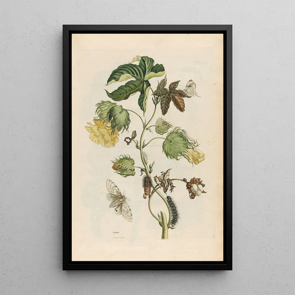 Cotonier - Maria Sibylla Merian — framed artwork on a wall