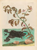Cresson - Maria Sibylla Merian — artwork view