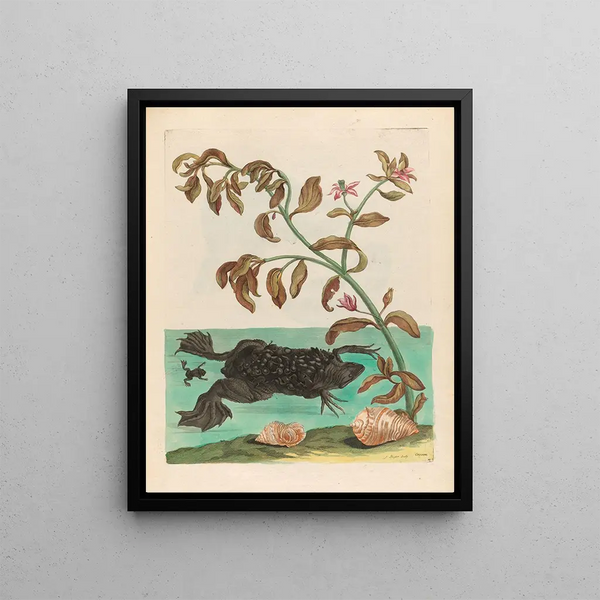 Cresson - Maria Sibylla Merian — framed artwork on a wall