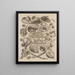 The Miraculous Transformation of Caterpillars and the Strange Food for Flowers Pl. 001 - Maria Sibylla Merian — framed artwork on a wall